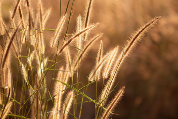 Fototapeta premium Colorful flowers grass made with gradient for background,Abstract,texture,Soft and Blurred style.postcard.