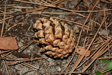 Christmas tree cone.