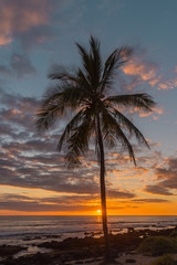 Palm tree and orange sunset over the ocean