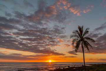 Palm tree and orange sunset over the ocean