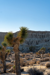 Joshua trees in the mojave desert 