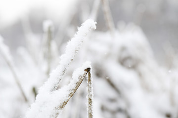 Fluffy snow on dry grass in the winter forest close up