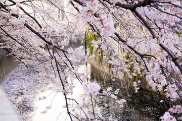 Sakura blossoms along the canal and pink petals fall into the river