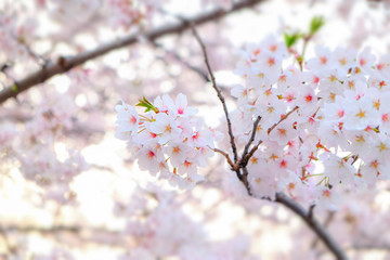 Pink cherry blossoms are blooming.