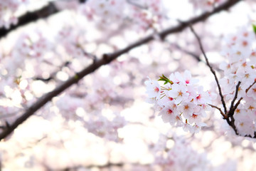 Pink cherry blossoms are blooming.