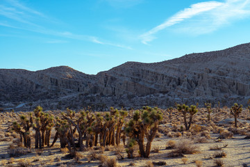 Joshua trees in the mojave desert 