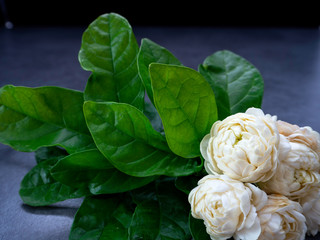 Obraz premium Jasmine flowers on dark background