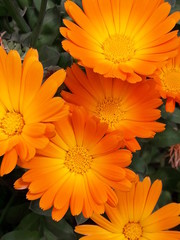 orange flower of calendula - obrazy, fototapety, plakaty