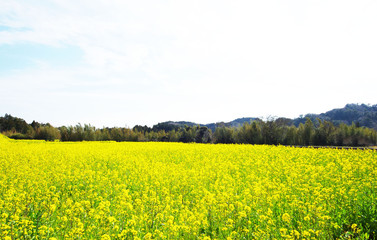 Obraz premium Rape field- Panoramic view