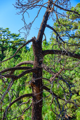 Fototapeta premium Canary pines in Teide National Park. Tenerife. Canary Islands..Spain