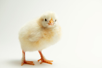 Fototapeta premium little chick in front of bright background