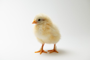 little chick in front of bright background