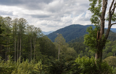 Subalpine forest mountain in the sunny day.