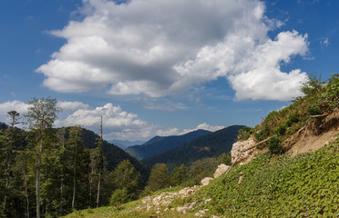 Obraz premium Subalpine forest mountain in the sunny day.