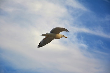 Gull in the sky.