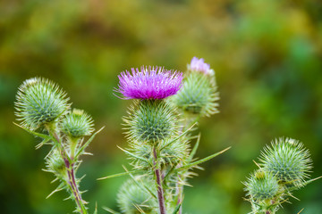 Blossoming Milk Thistle 'Silybum marianum' flower. Also known as Holy Thistle, and Blessed Thistle.