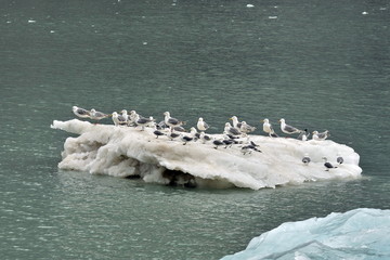 Gulls on a drifting ice floe. © Oleksandr Umanskyi