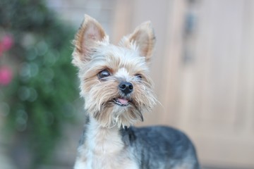 portrait of yorkshire terrier on a nature background 