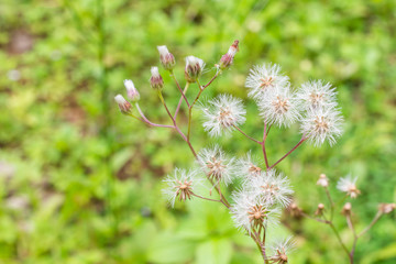 Bitter bush old flower and blur background.
