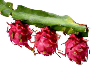 Red pitaya Dragonfruit