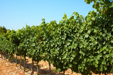 Fototapeta na wymiar Israel, Judea Hills, gewurtzstraminer vines Tzora winery