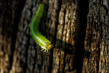 Raupe