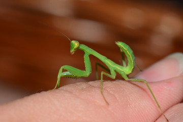 Mantis on the finger (macro).
