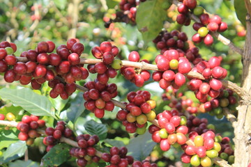 Frutos de café. Concordia, Antioquia, Colombia