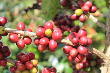 Frutos de café. Concordia, Antioquia, Colombia