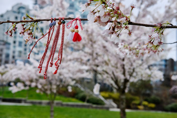 Asian traditional red rope on cherry blossom tree branch, Vancouver public park, Canada