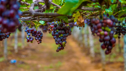 Grapes in farm