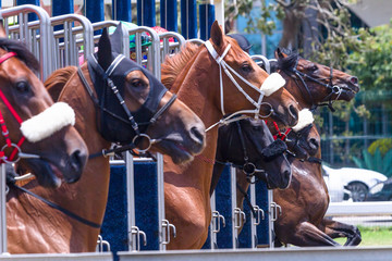 Horses Race Start Gate Closeup Action