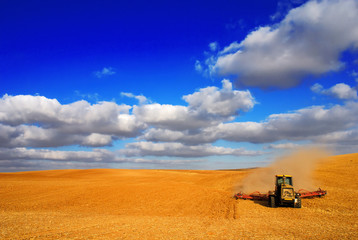 Fototapeta premium wheat Harvesting