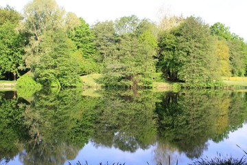 Fototapeta premium Wald am See in unberührter Natur