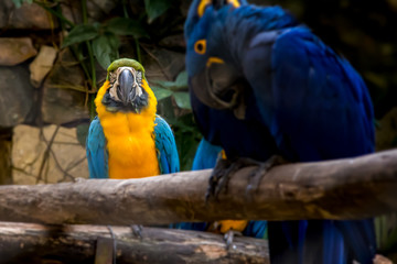 Blue and Yellow Macaw