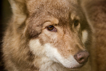 A wolf with a looking