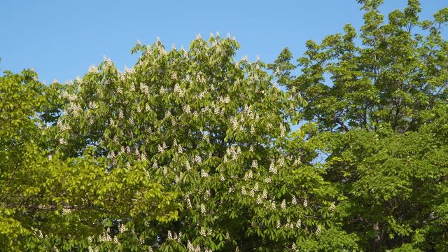 Blooming chestnut tree. Spring sunny day