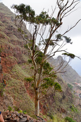 La Gomera: Trip from Agulo to the Mirador Abrante with skywalk; narrow path with fruits and flower