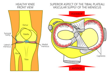 Vector illustration. Front view of a healthy human knee, anatomy of a proximal surface of tibial plateau with soft tissues and blood supply of meniscus. For advertising, medical publications