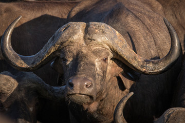 Close up portrait of big trophy male African Cape buffalo.