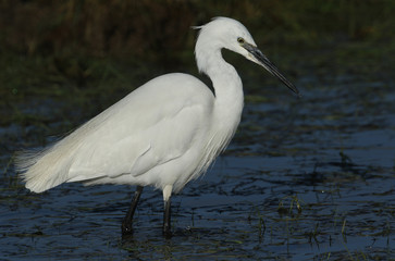 A Little Egret (Egretta garzetta) hunting for food in marshland.