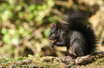 Naklejka na ściany i meble A rare cute Black Squirrel (Scirius carolinensis) eating a nut sitting on a log in woodland. 
