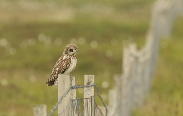 A Short-eared Owl (Asio flammeus) perched on a fence post.	