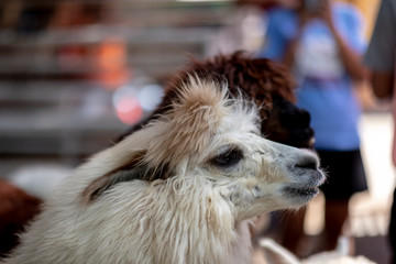 portrait of lama © Rican Thai Family