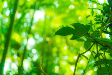 Fototapeta na wymiar Selective green nature leaf with sunlight bokeh background.Vintage color tone style.