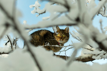 a young cat on a frosty day on a branch covered with snow in the winter on a tree is watching