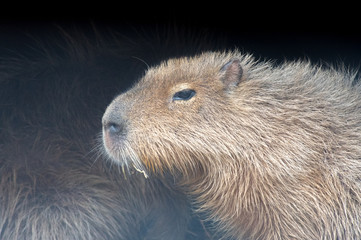 静かに佇むカピバラ