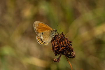 Kleines Wiesenvögelchen