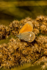Kleines Wiesenvögelchen
