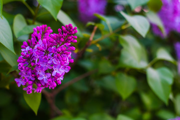 blooming lilacs in the spring